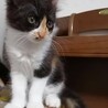 トライアル決定！ほくろの三毛ちゃん サムネイル5