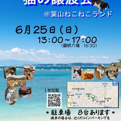 可愛い保護猫たくさんの保護猫譲渡会