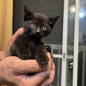 子猫兄妹に愛をくださる里親さん探しています！