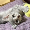 元気な女の子・美猫☆グレーちゃん