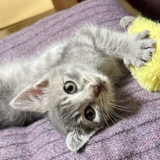元気な女の子・美猫☆グレーちゃん