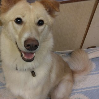 ミックス犬の女の子1