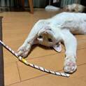 白猫のメープルくん（仮）