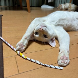 白猫のメープルくん（仮）