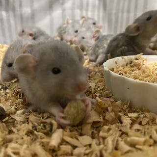 【4/29生まれ】ファンシーラット生後1ヶ月