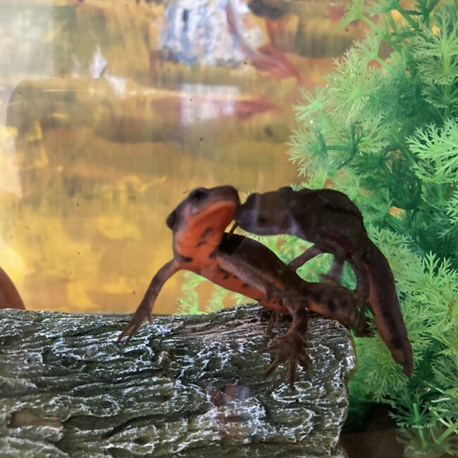 Yatom のカバー写真