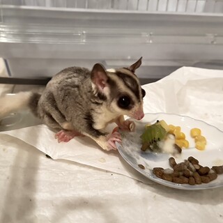 【募集一時停止中】フクロモモンガ 男の子