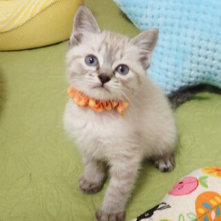 【6/4東銀座】ぺぺくん★2ヵ月