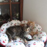 可愛い姉妹の里親さま募集 サムネイル5
