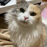 キヌータ