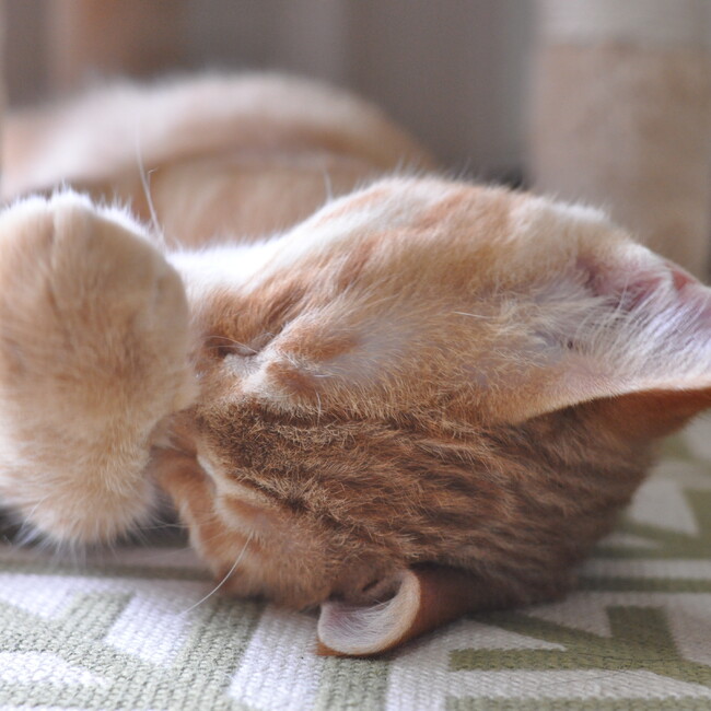 なしえ12のカバー写真