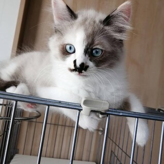 トライアル決定！ふわふわなゴマちゃん