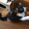 トライアル決定！ほくろの三毛ちゃん サムネイル7
