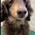 トライアル中・保護犬ココアちゃん♀