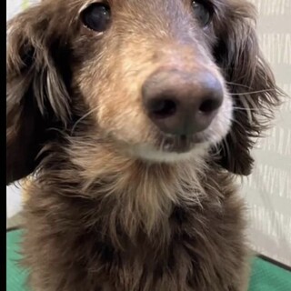 トライアル中・保護犬ココアちゃん♀