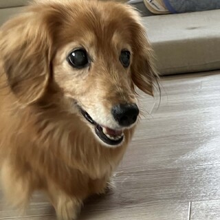 笑顔が素敵なＭダックスの女の子　ランちゃん