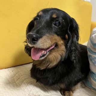 人間大好き甘ったれのスモアちゃん