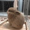我が家に来たばっかりの頃の写真です！