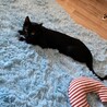黒猫8ヶ月エラちゃん サムネイル2