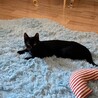黒猫8ヶ月エラちゃん サムネイル3