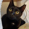 黒猫8ヶ月エラちゃん サムネイル4