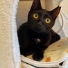 黒猫8ヶ月エラちゃん サムネイル5