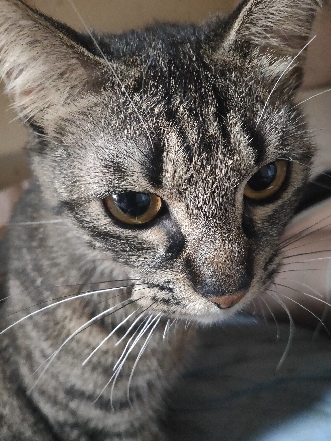 黒キジ猫ご確認用です!!