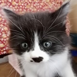 トライアル決定！長毛可愛いはちわれ君