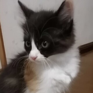 トライアル決定！ふわもこ長毛三毛ちゃん