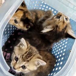 in春日井市☆子猫たちの譲渡会2023年6月3日（土）～ 非営利団体「ちーむ にゃいんず」