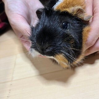 アビシニアンモルモット