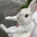 至急！ネザーランドドワーフ(オス)