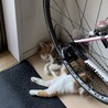 の写真