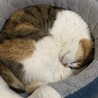 の写真