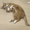 の写真