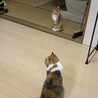 微妙な距離感