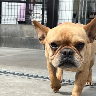 フレンチブルドッグ　フォーン女の子