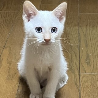 大らかな白猫ゲン君