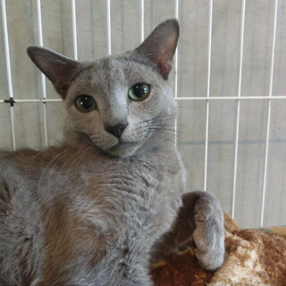 てんかん発作起こします