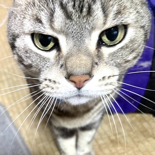 アメリカンショートヘア、オス10歳血統書あり