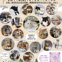 ねこの譲渡会