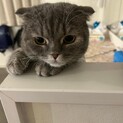 スコティッシュショートヘア　メス１歳　ララちゃん