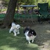 ドッグランで楽しそうにはしゃぐパフ