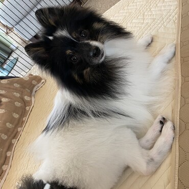 トリマーさんに行ってフワフワになったよ
