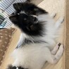 トリマーさんに行ってフワフワになったよ