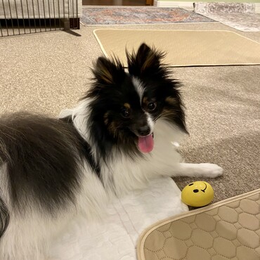 あそぶのだいすき！