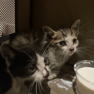 検討中    子猫2匹。すき家にて保護。