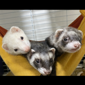 ビビりなフェレットちゃん達です