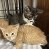茶トラの男の子 サムネイル2
