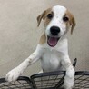 ビーグルとラブラドールMIX犬　里親募集 サムネイル3